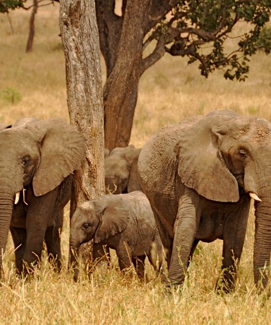 Tarangire National Park