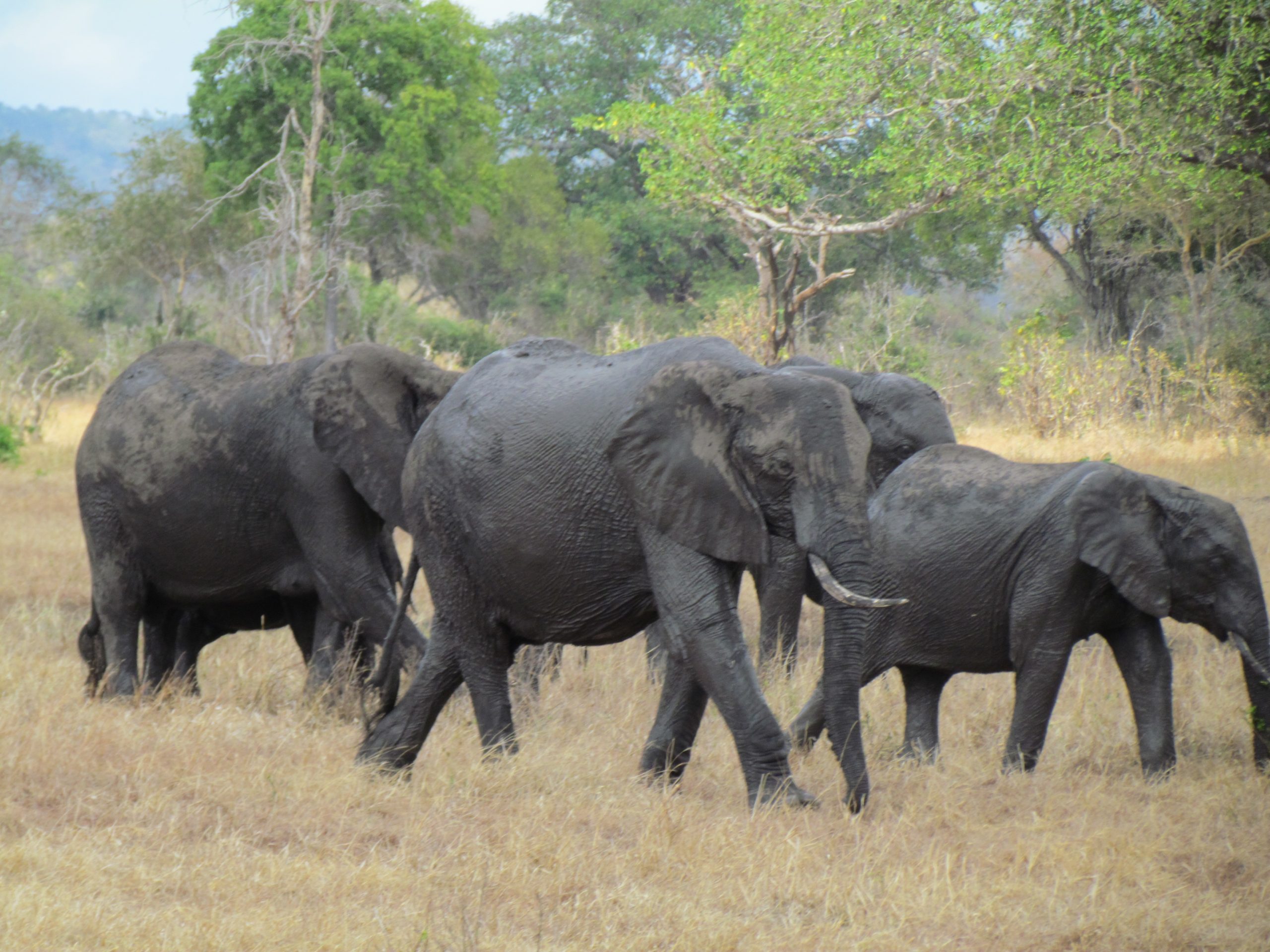 Tarangire National Park