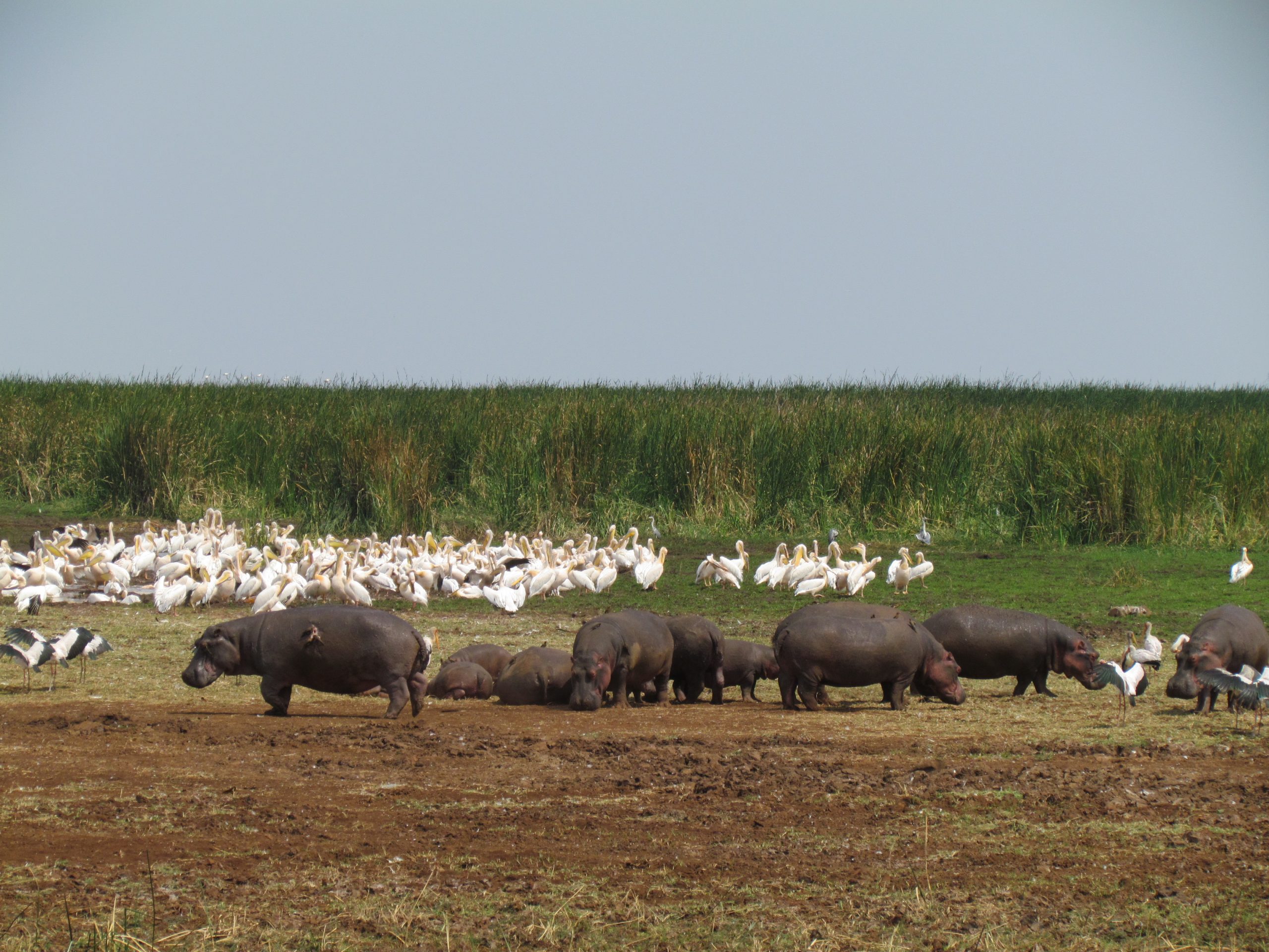 Lake Manyara