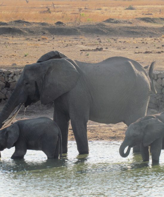 Mikumi National Park